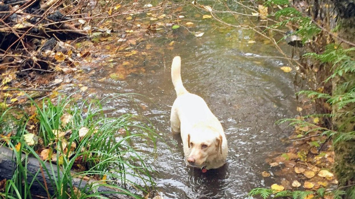 A dog in a puddle of water.