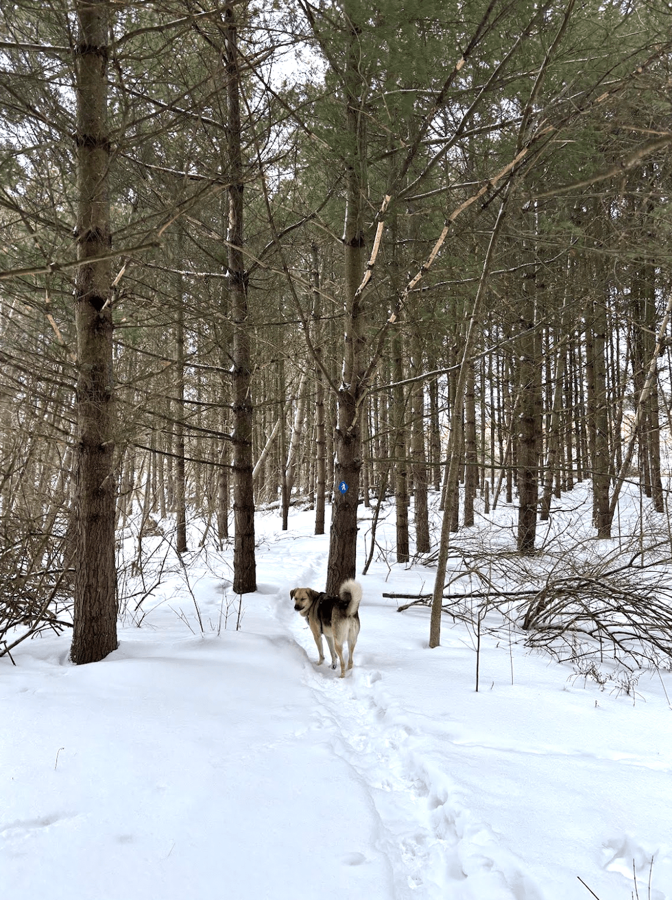 A dog in a snowy forest.