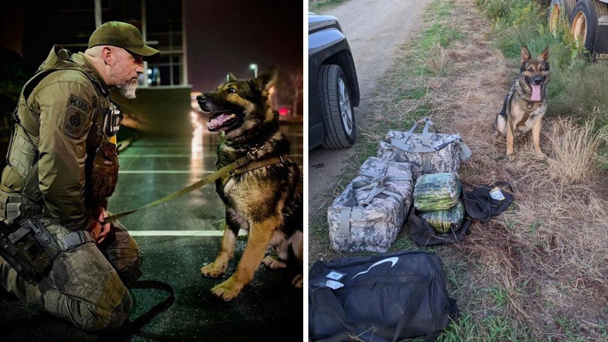 A Dog In BC Sniffed Out $2M Of Drugs Being Smuggled Across The Border & He Looks Proud AF