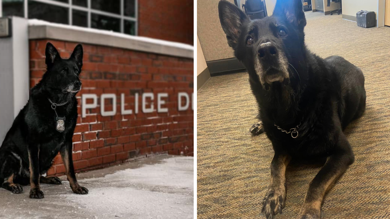 A dog in front of the Wyandotte Police Department. Right: Ice the WPD K-9.