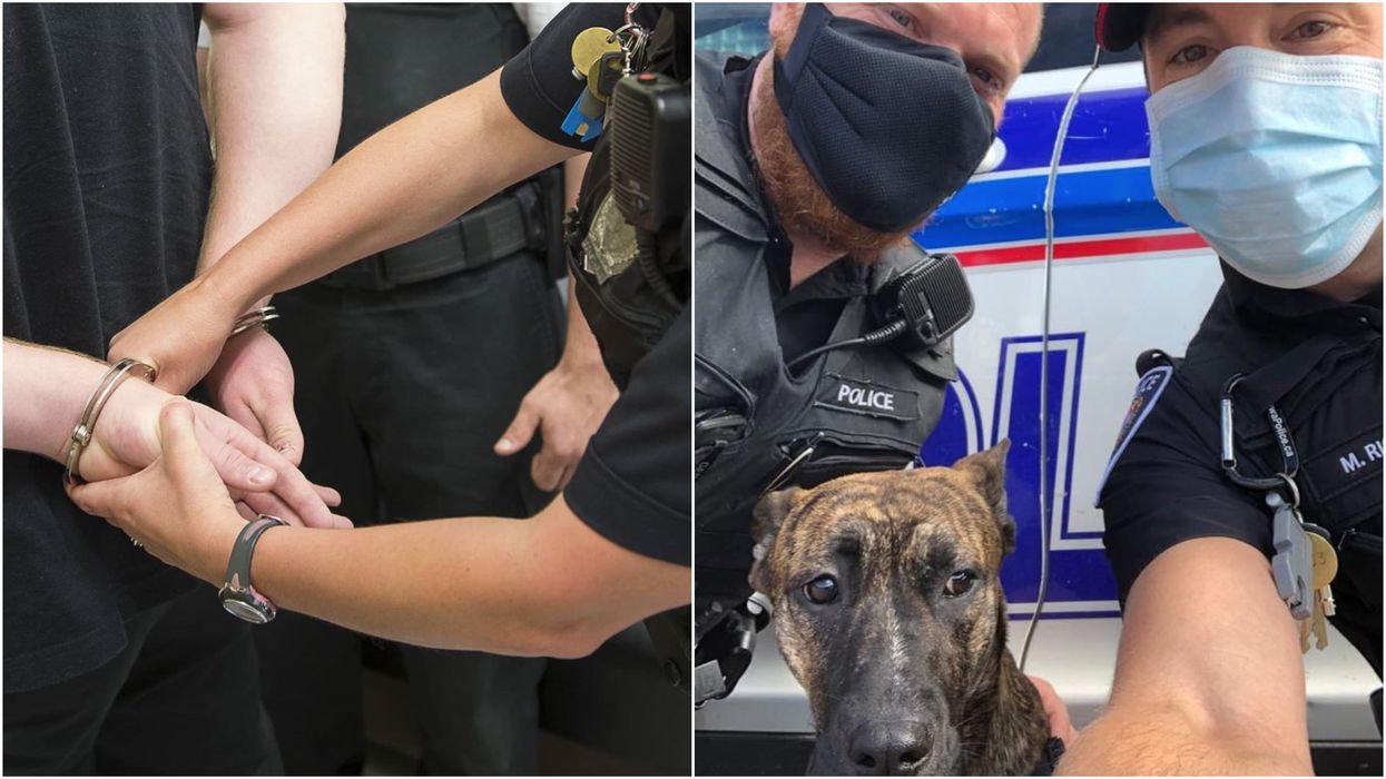 A Dog In Ottawa Was Rescued From Abuse & Now Police Love His 'Boopable' Nose (PHOTO)