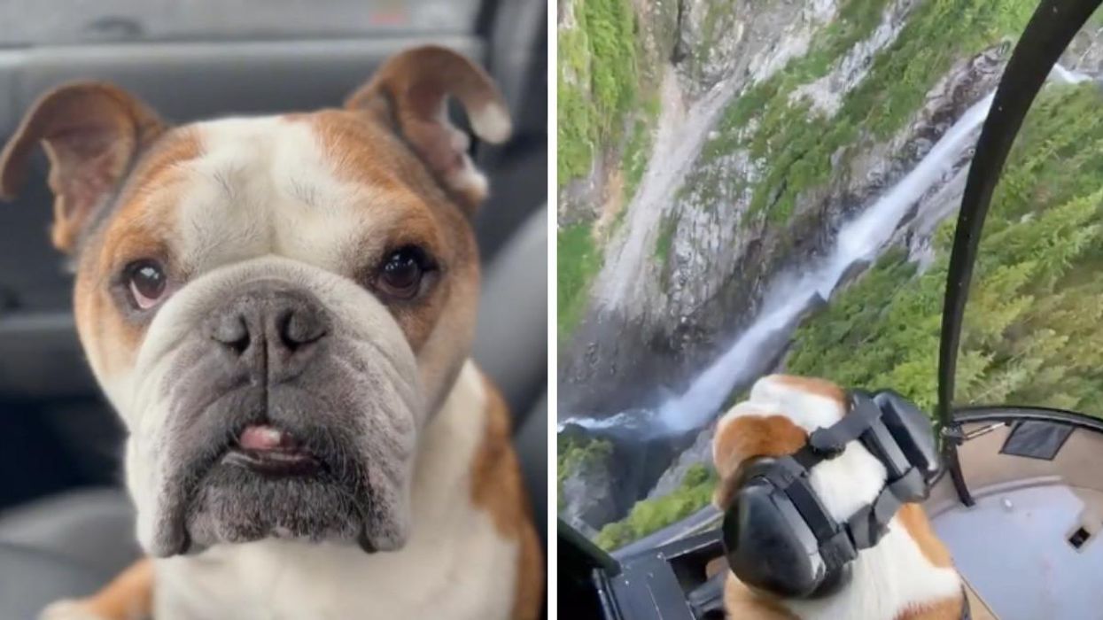A Dog Is Living His Best Life On TikTok & Instagram By Going On Awesome Adventures In BC