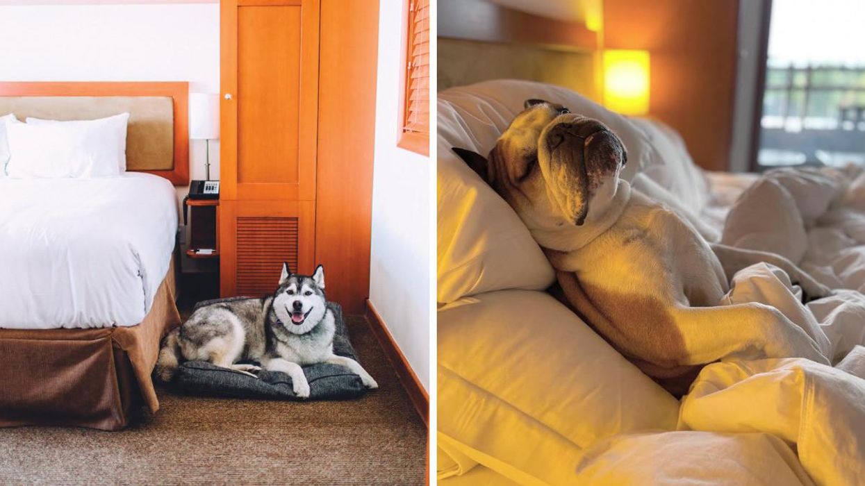 A dog laying on a pet bed in the hotel. A dog snoozing on a bed in the hotel.