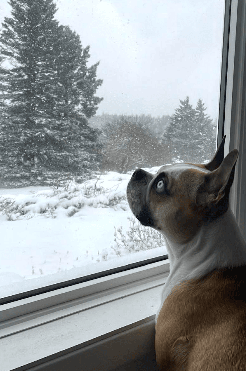 A dog looking at the window at snow.