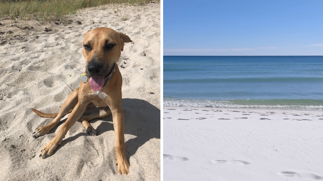 A dog on the sand on a beach. Right: Pensacola Beach in Florida.