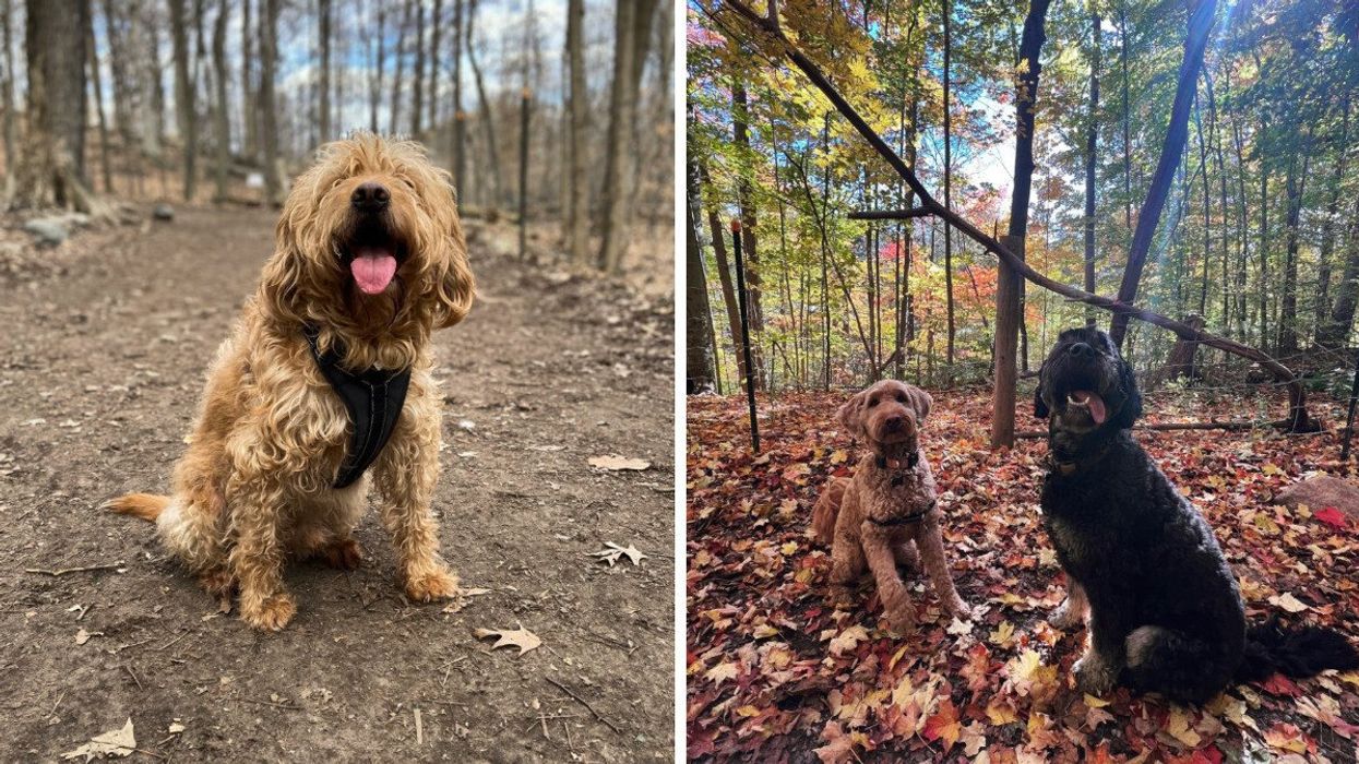 A dog panting on a mud path at Sherwood off-leash dog park. Right: Two dogs sit for the camera among leaves at Sherwood off-leash dog park.