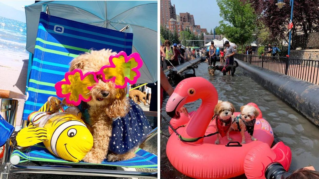 A dog sat in a deck chair with sunglasses on. Right: Two dogs on a pool floatie.