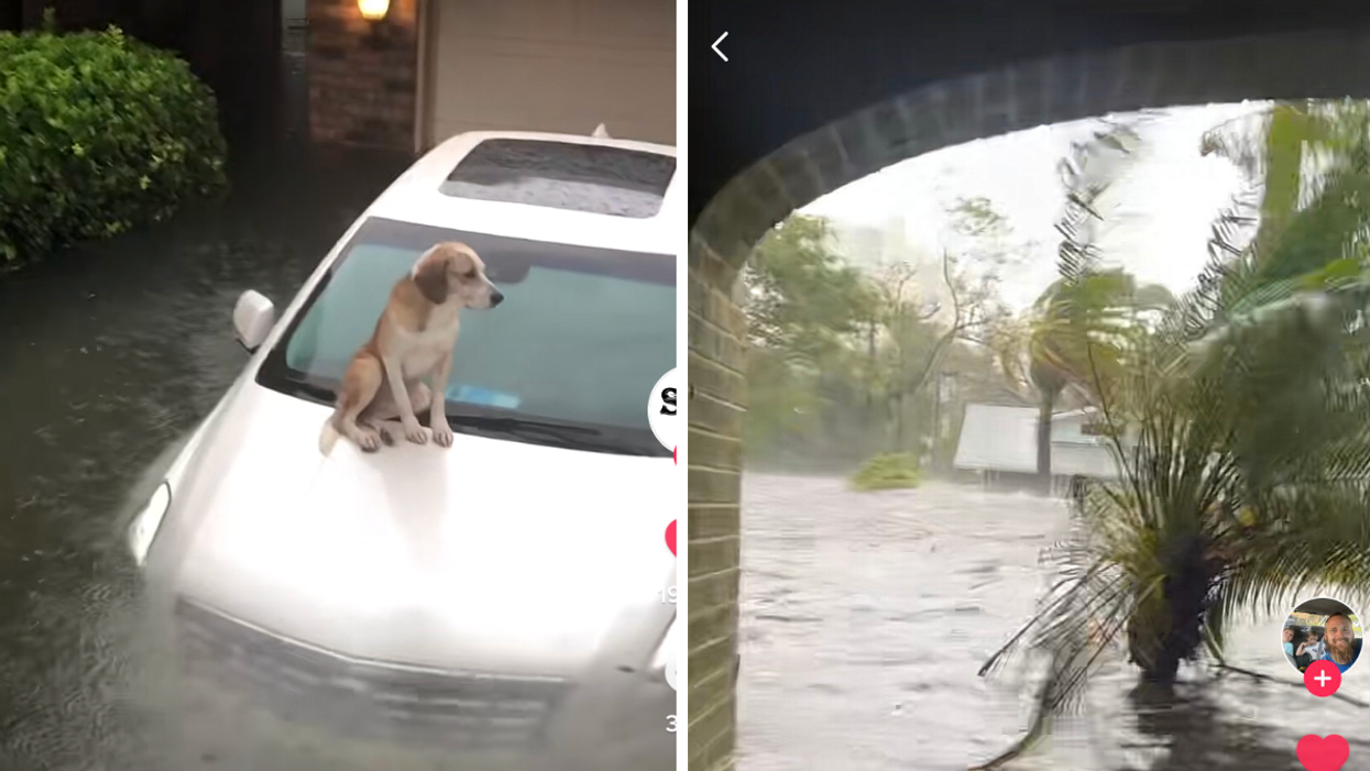 A dog stuck on the hood of a car in the middle of the water. Right: Water level as tall as palm trees.