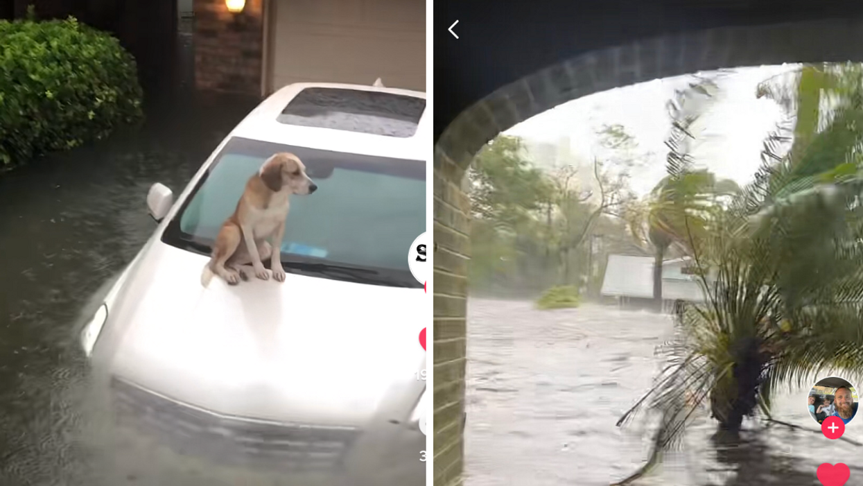 A dog stuck on the hood of a car in the middle of the water. Right: Water level as tall as palm trees.