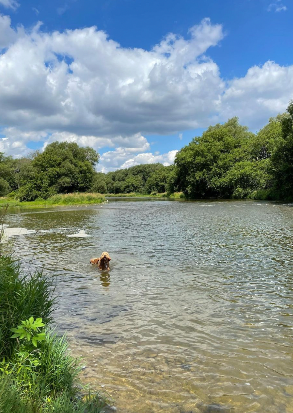 A dog swimming in the river.