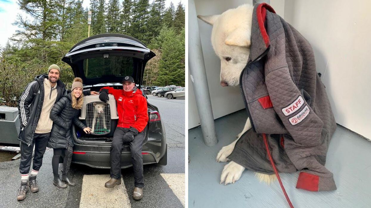 A Dog That Went Missing For 2 Weeks Has Been Found Under A Chairlift At A BC Ski Resort