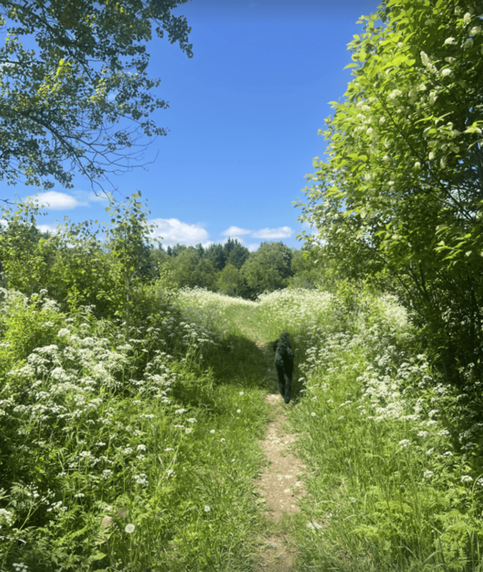 A dog walking on a path with flowers.