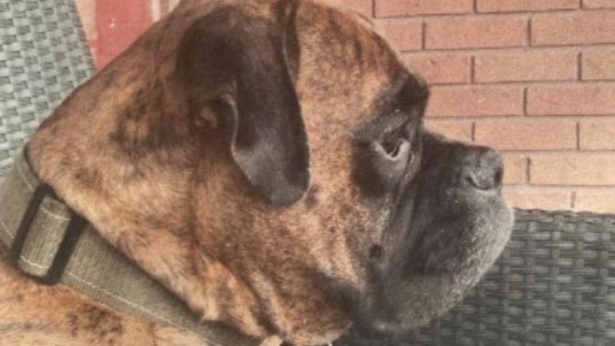 A Dog Was 'Forcibly' Stolen From A Barrie Home & Police Are Looking For 3 Suspects