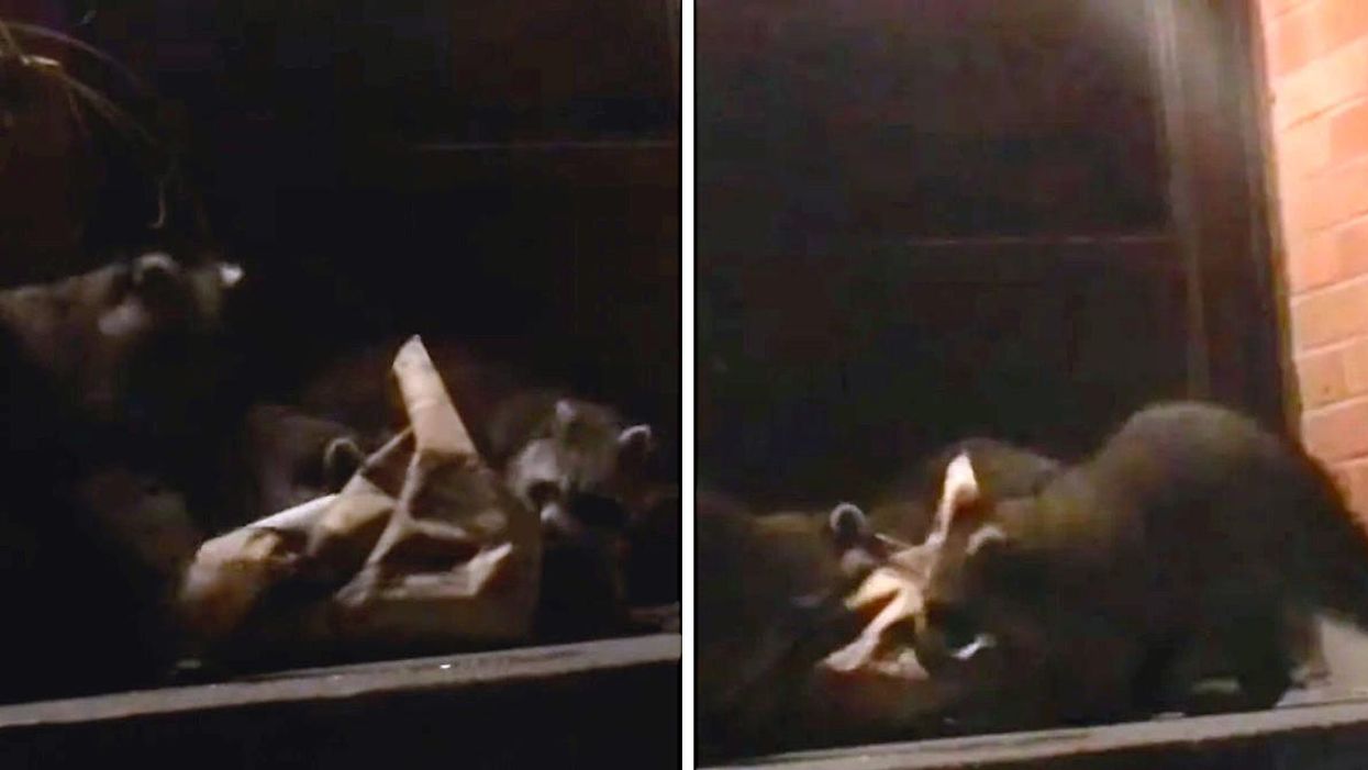 A Door Dash Order Was Stolen By 3 Hungry Raccoons & Could That Be Anymore Toronto? (VIDEO)