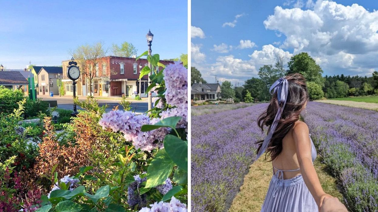 A downtown with lilacs. Right: A person in a lavender field.