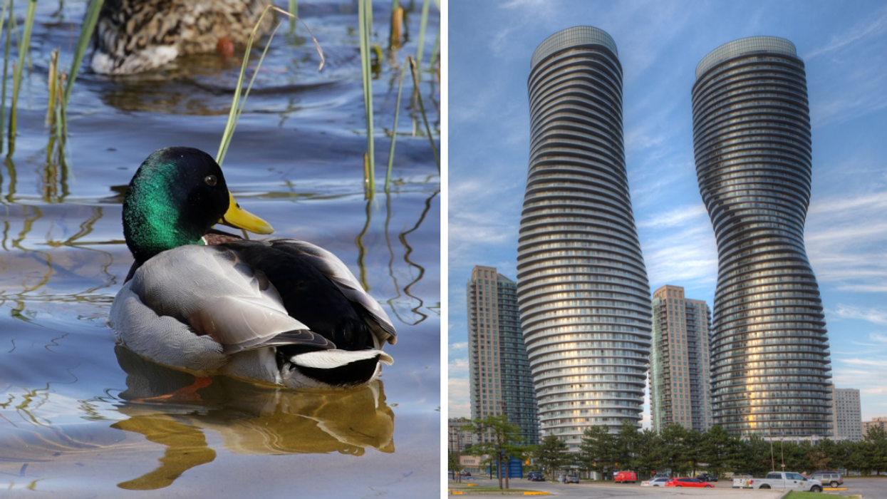 A duck. Right: Condos in Mississauga.