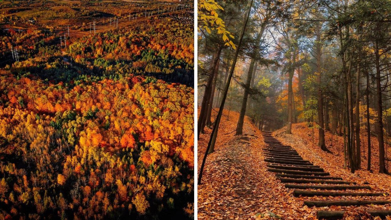 A fall forest. Right: A forest stairway.