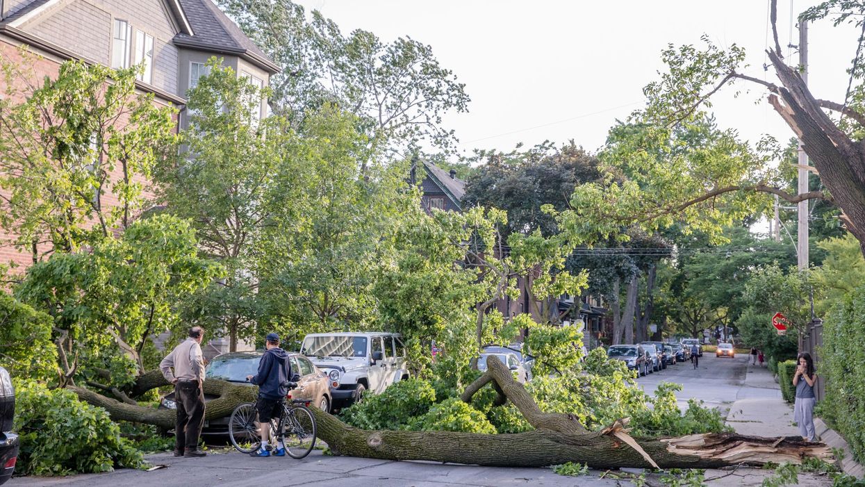 A fallen tree in The Annex area of Toronto in 2018.