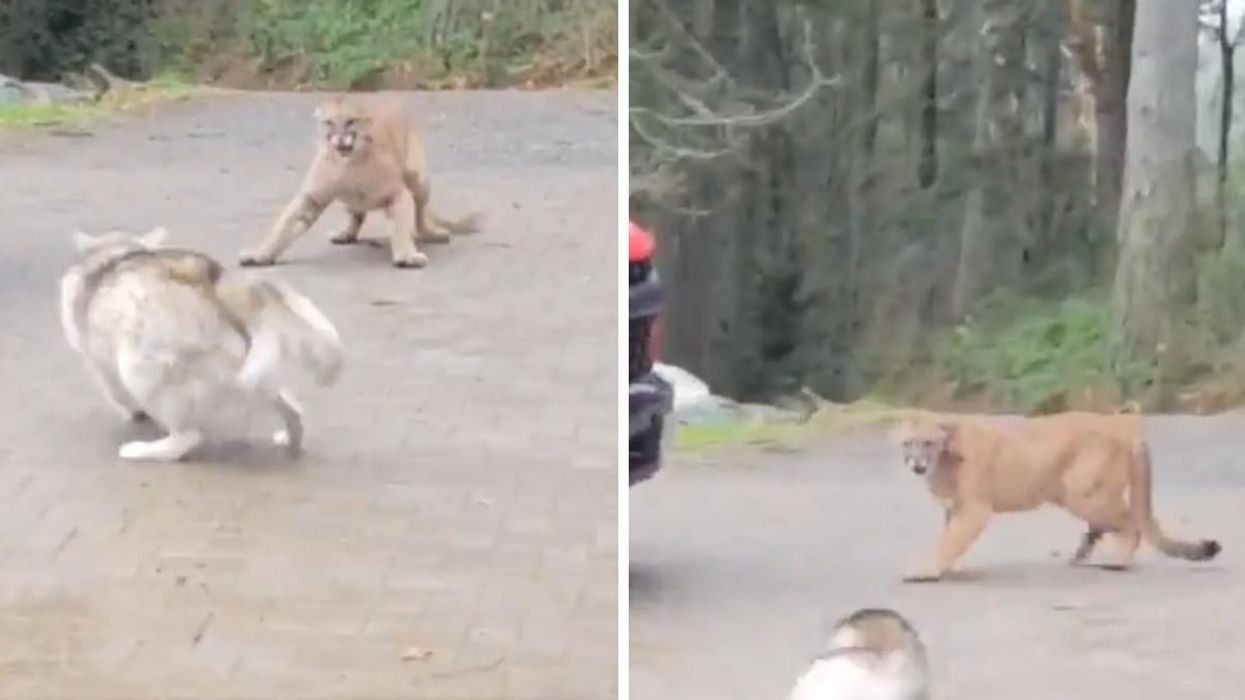 A Family Dog Charged A Massive Cougar At Her Home In BC & It's Wild To Watch (VIDEO)