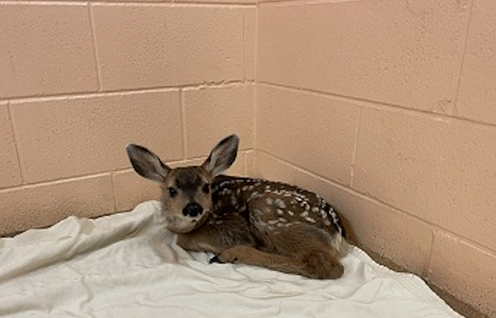 A fawn.
