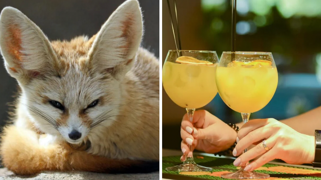 A fennec fox. Right: Someone serving two bright orange cocktails.