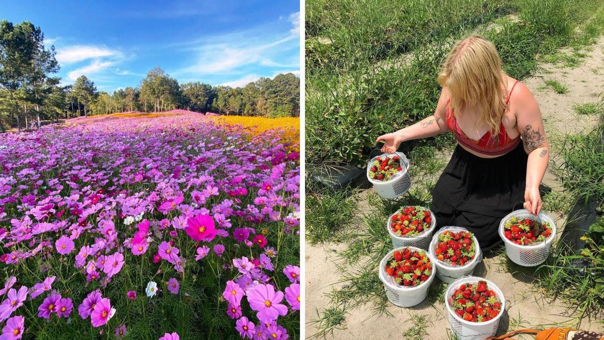 A field of pink flowers at Gibbs Gardens. Right: A woman holds baskets of fresh picked strawberries.