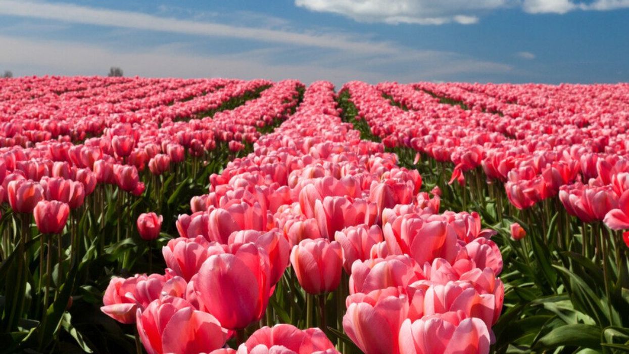 A field of pink tulips.