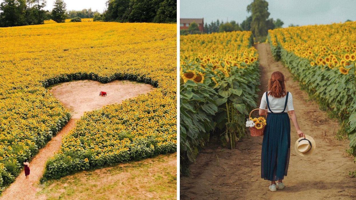A field of sunflowers with a heart-shaped trail. Right: A person walking through a sunflower field.