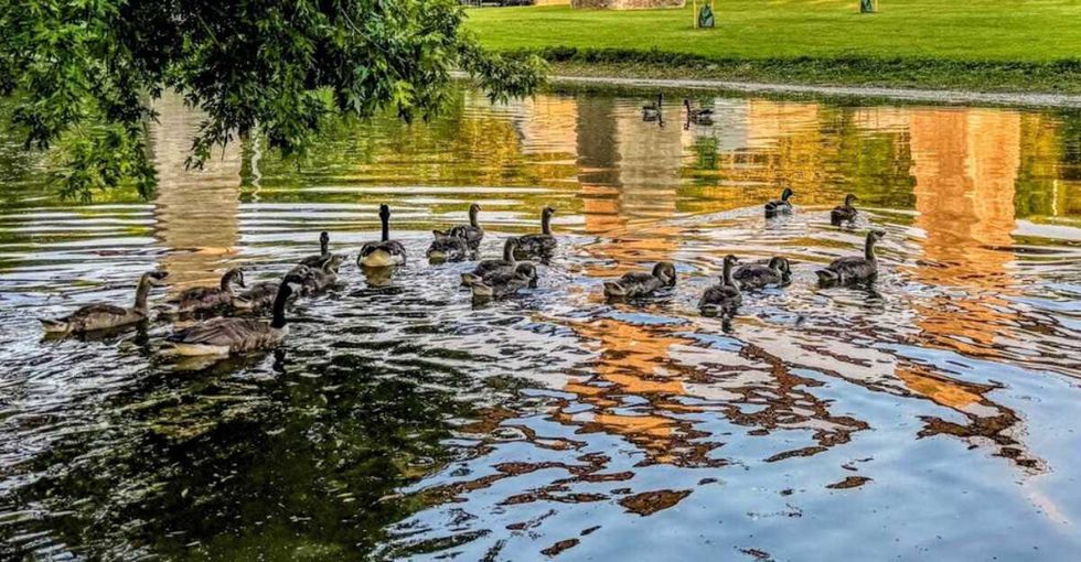 A flock of Canada geese and goslings swimming.