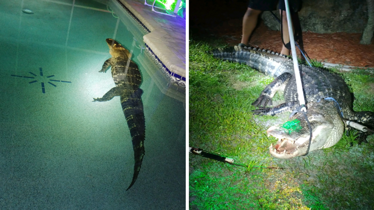 A Florida alligator in a pool. The alligator being wrangled by the cops.