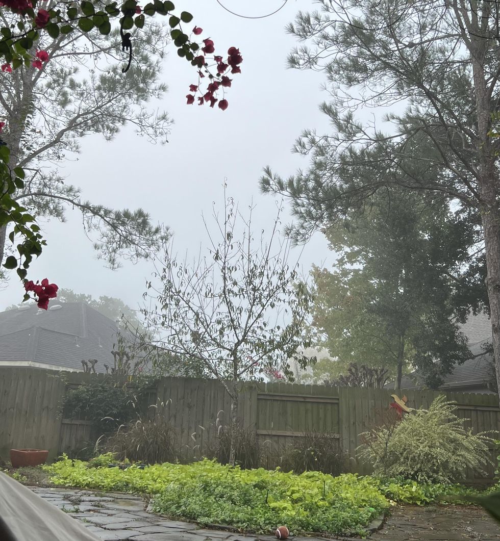 A foggy backyard in Texas.