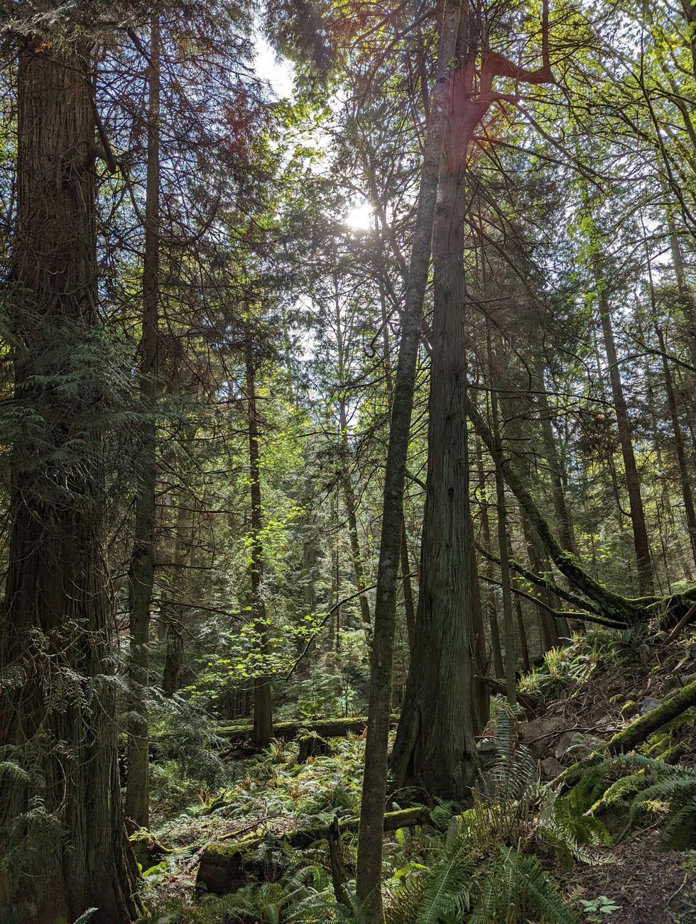 A forest during a mountain hike.