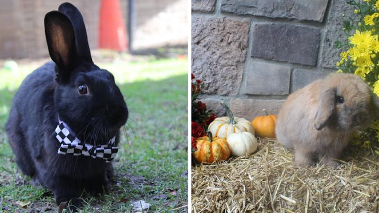 A Free Bunny Adoption Event Is Happening In Toronto This Weekend & Their Bios Are Everything