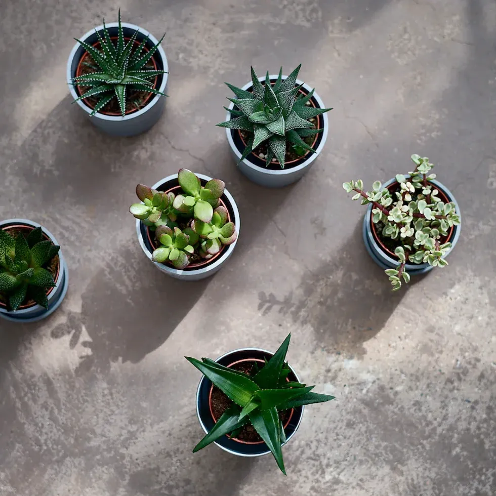 A gang of succulents.