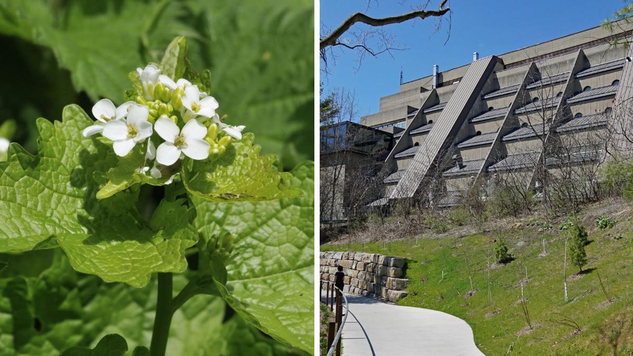 A garlic mustard plant. Right: A Toronto hiking trail.