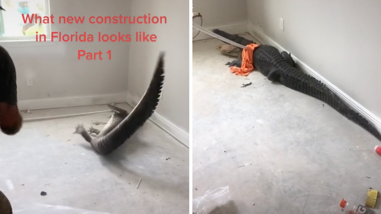 A gator being wrangled at a construction site. Right: A gator at a construction site.
