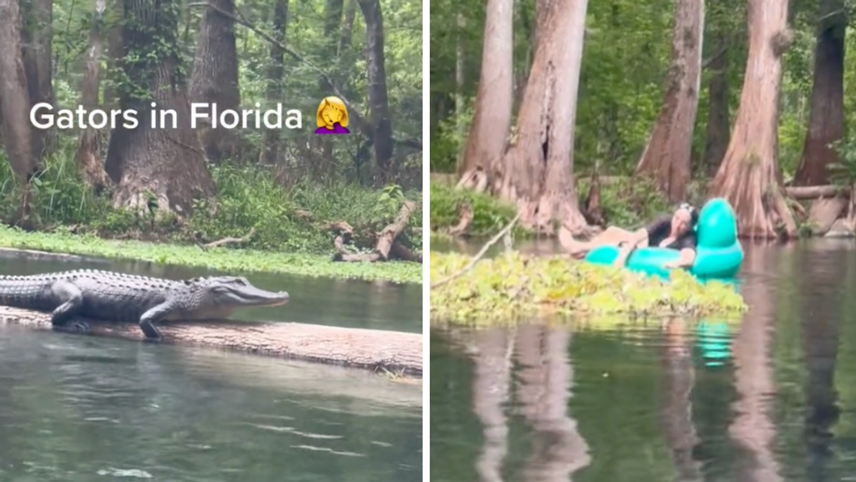 A gator on a log. Right: A woman on a tube floating down the river.