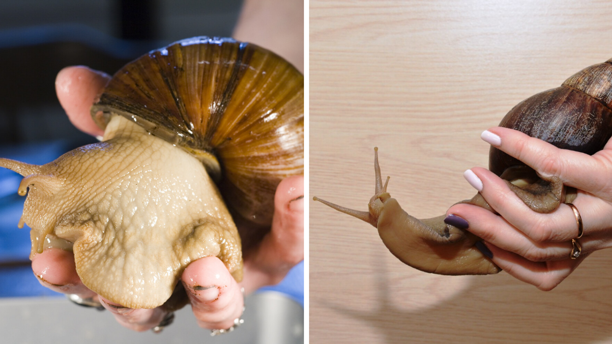 A giant African snail in someones hand. Right: A giant African snail.