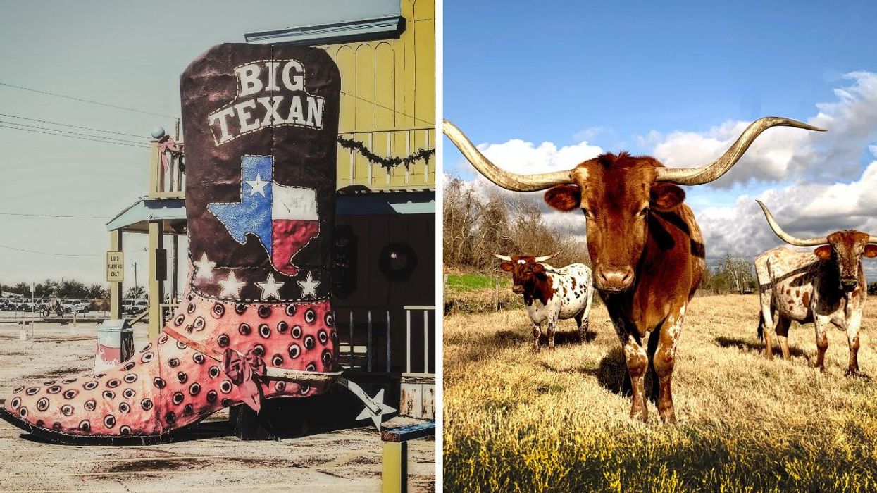 A giant cowboy boot in front of a yellow building reads 'Big Texan'. Right: Three longhorns stand in a field.