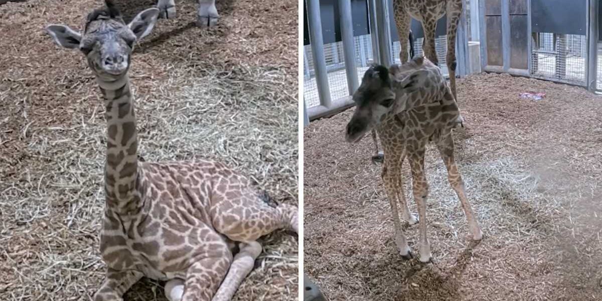 The Toronto Zoo just welcomed a baby giraffe and her first moments are so precious (VIDEO), Life in canada The Toronto Zoo just welcomed a baby giraffe and her first moments are so precious (VIDEO), Life in canada