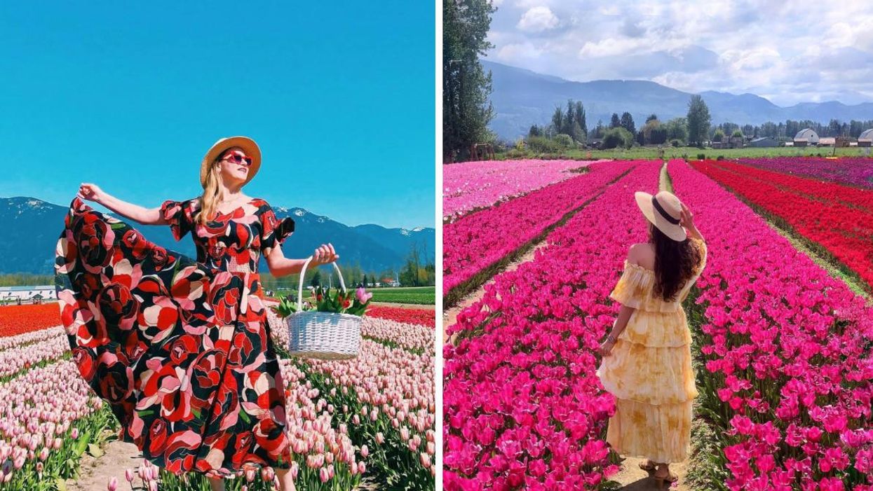A girl holding her dress and a basket in a tulip field. Right: A girl walking in a tulip field.