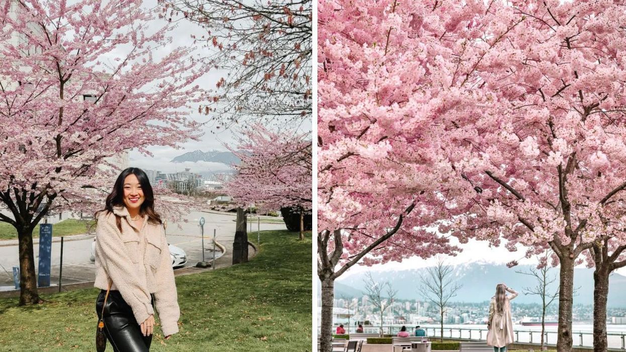 A girl in front of cherry blossom trees. Right: A girl walking under cherry blossom trees.