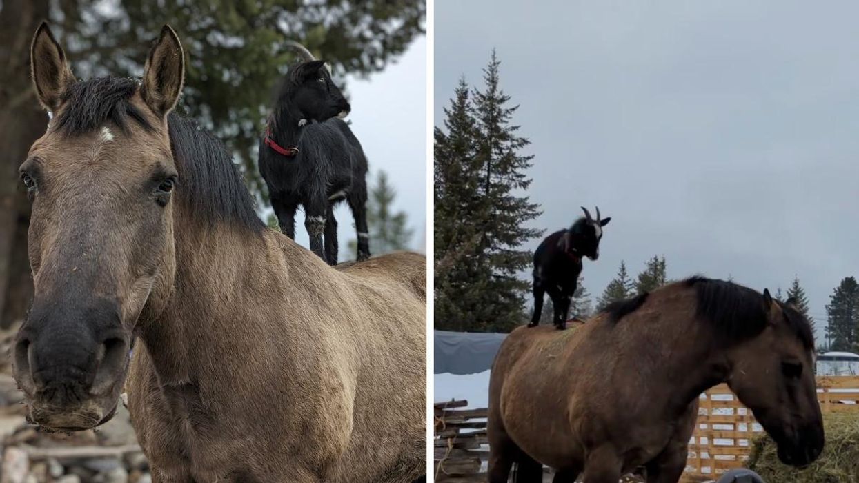 A goat riding on a horses back at a farm in B.C.