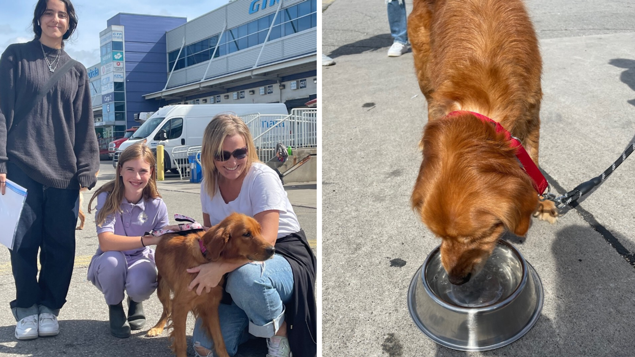 A golden retriever with its new family. Right: A golden retriever drinks water.