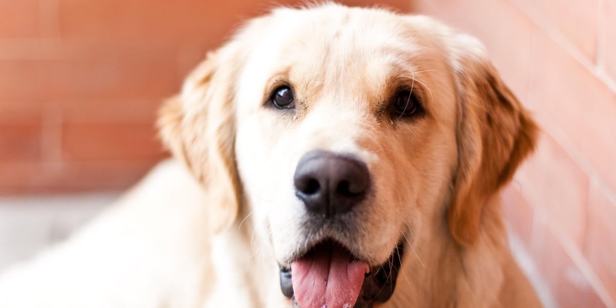 A Family Turned Their Dead Dog Into A Golden Retriever Rug & The ...
