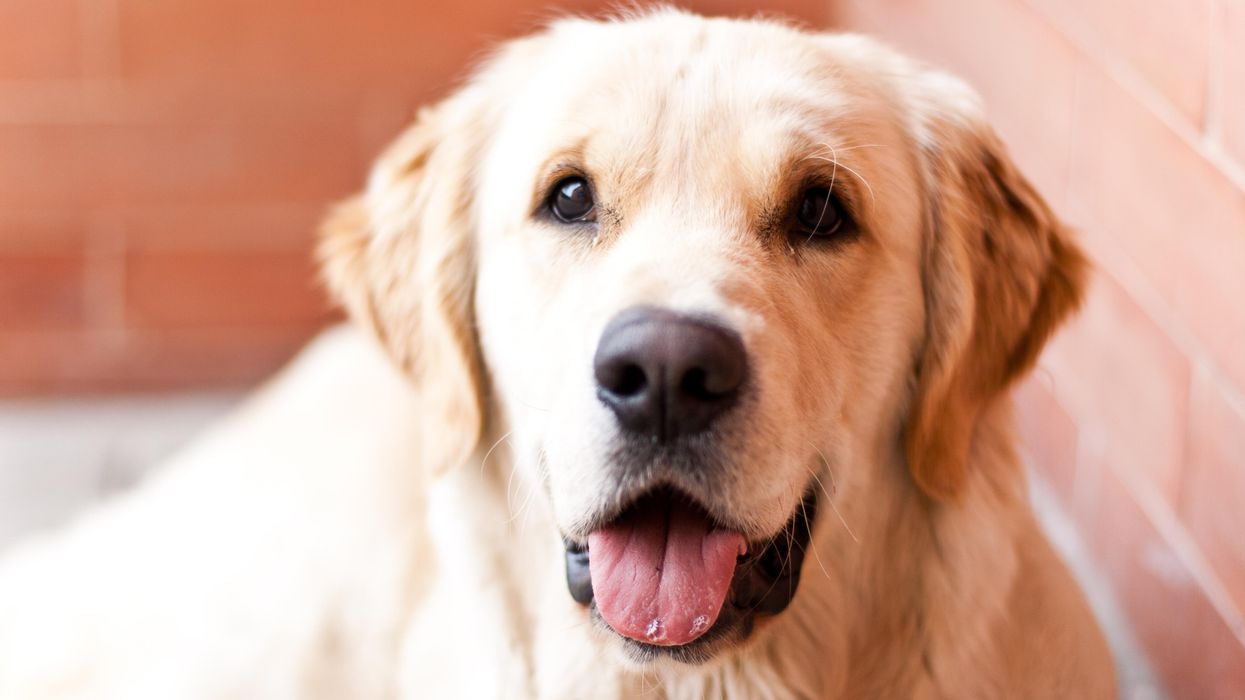 A golden retriever.