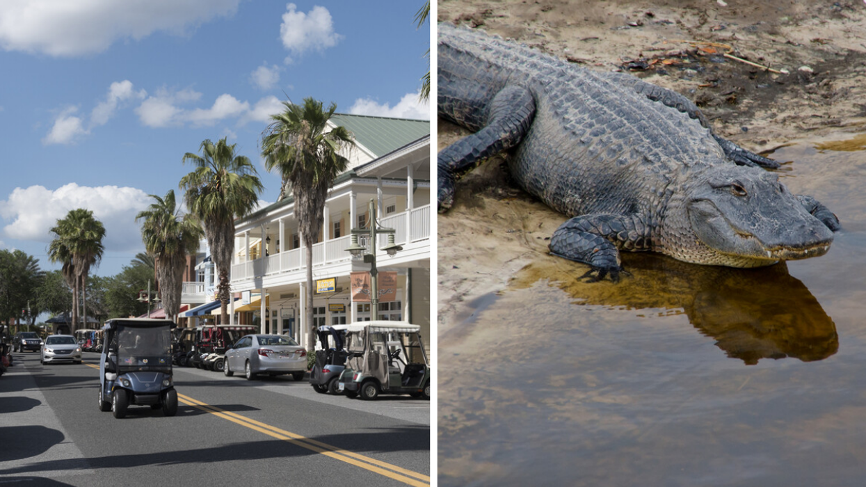 A golf cart on the main road in Florida. Right: An alligator in Florida.