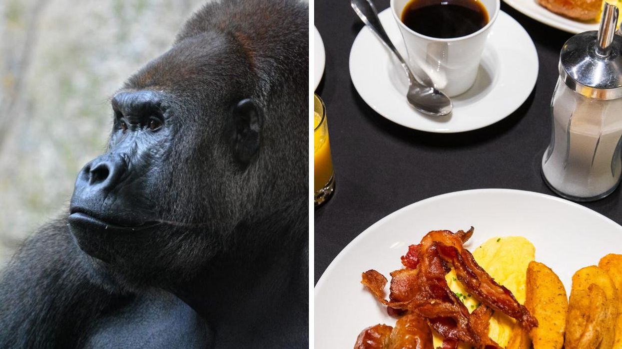 A Gorilla. Right: Breakfast at Calgary Zoo.