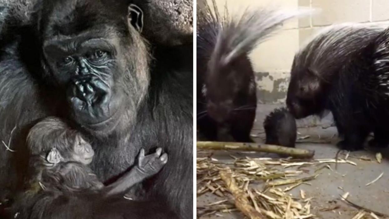 A gorilla with its baby. Right: Two porcupines with their baby.