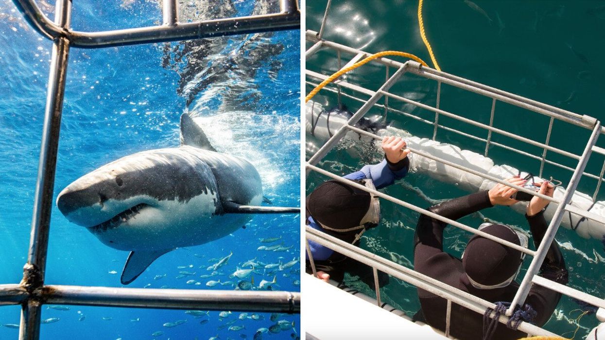 A great white shark beside a cage. Right: Two people go into the water in a cage.
